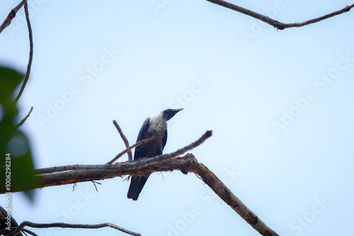 bird in the sky