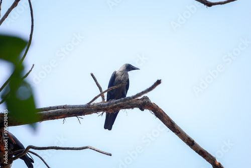 bird on a branch