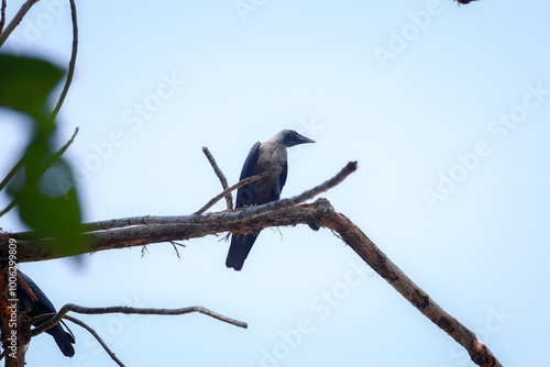 bird on a branch
