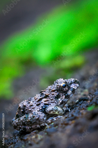 Close-up of a cute little frog with rough skin on green moss in a rainy season rainforest in a lush forest in Thailand.