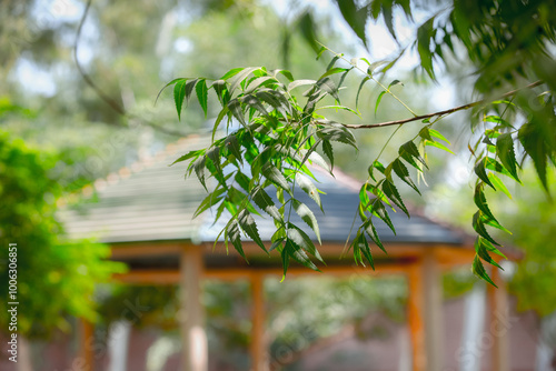 bamboo forest in the morning