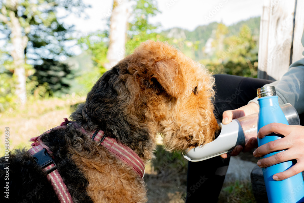 Airedale Terrier drinking from a bottle in the Swiss Alps Airedale Terrier drinking from a bottle in the Swiss Alps