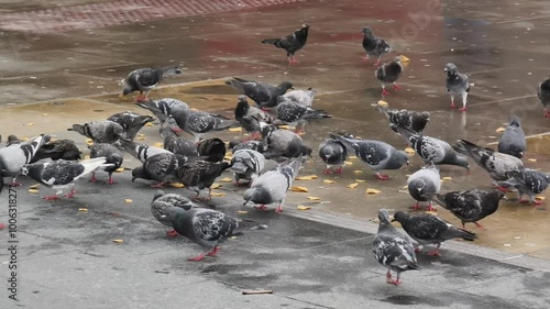 Pigeons eating food on street, London, UK.