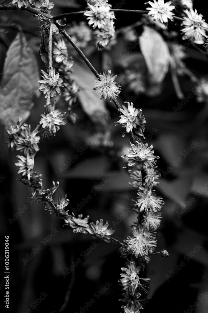 Monochrome image of delicate wildflowers Monochrome image of delicate wildflowers