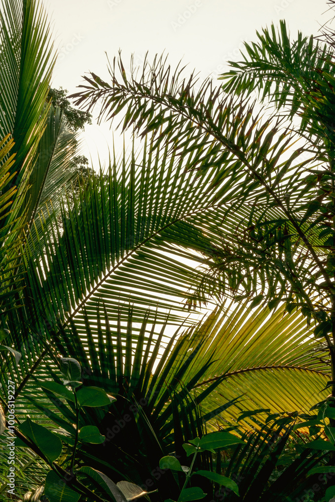 Tropical Palm Leaves against Sky at Sunset Tropical Palm Leaves against Sky at Sunset
