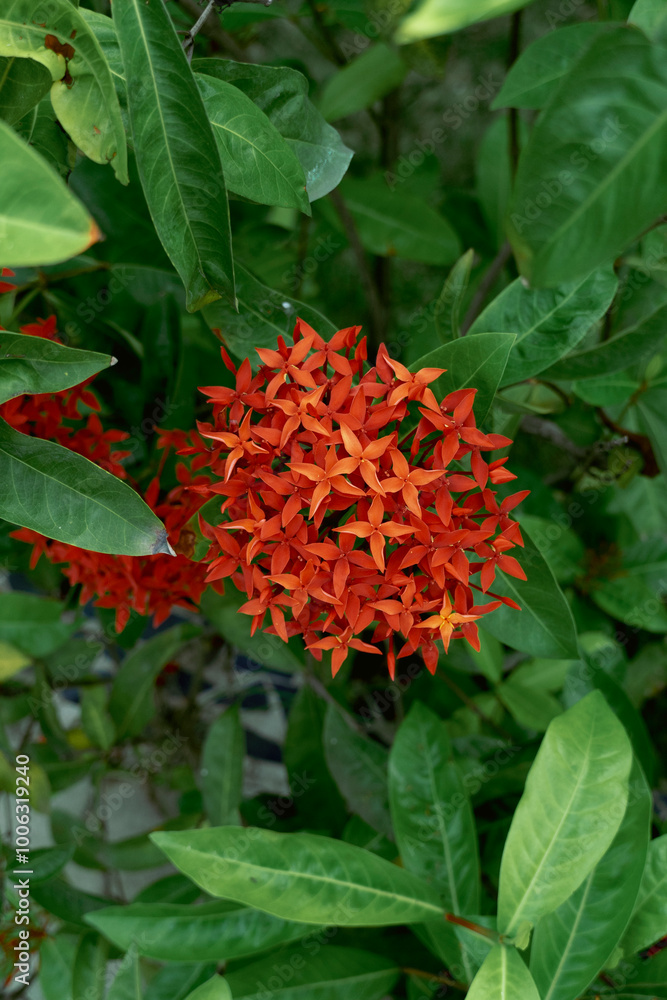 Vibrant Ixora coccinea cluster amidst lush foliage Vibrant Ixora coccinea cluster amidst lush foliage
