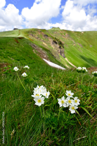 Narzissen-Windröschen // Narcissus-flowered anemone (Anemone narcissiflora) - Biogradska Gora Nationalpark, Montenegro photo