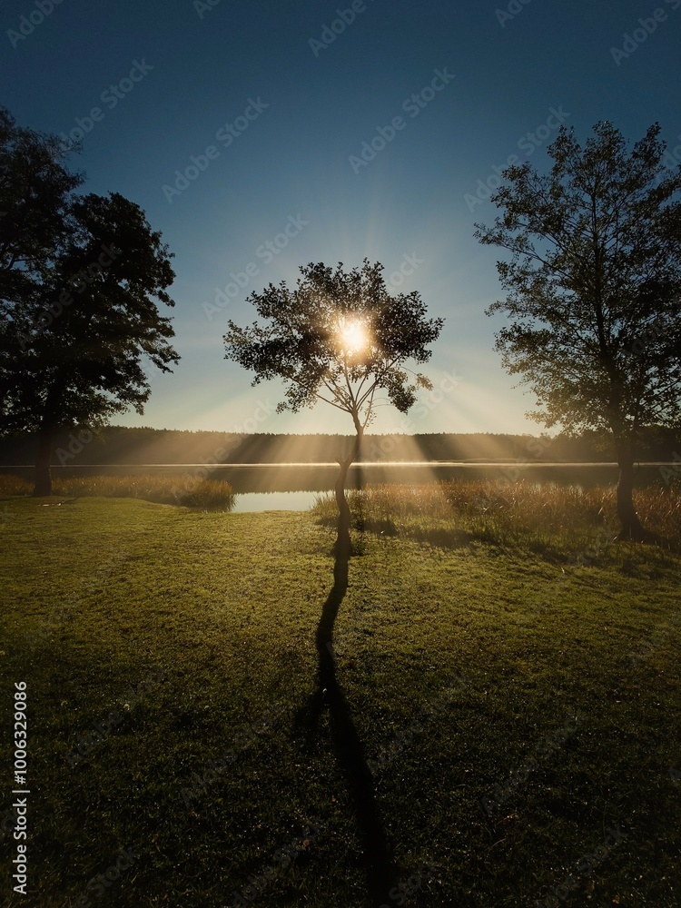 tree at sunset