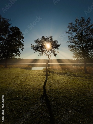 Obraz na płótnie tree at sunset w salonie