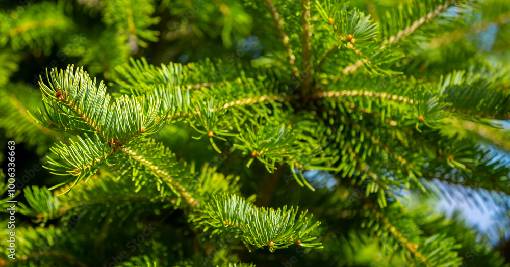 Fir branches close-up. Coniferous trees in the forest. Winter Christmas background. Christmas background, beautiful nature Fir branches close-up. Coniferous trees in the forest. Winter Christmas background. Christmas background, beautiful nature