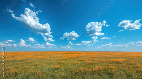 Expansive Field Under a Blue Sky