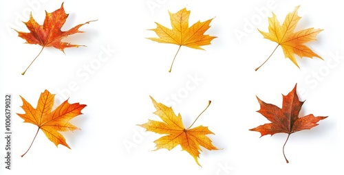 Autumn maple leaves flying and falling on an isolated background