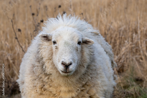 This Herdwick sheep lives in a nature reserve near Almere. It grazes there all year round in summer and winter. They are friendly animals. photo