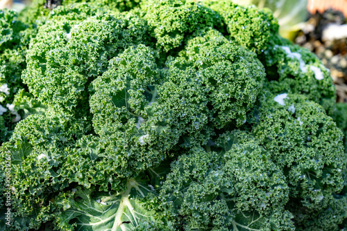 
Kale (Brassica oleracea var. sabellica) is a vegetable that is often eaten in the Netherlands in the winter. Usually as a stew with potatoes, smoked sausage and fried bacon. It is a shrub vegetable. photo