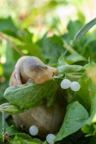 Snail and snail eggs