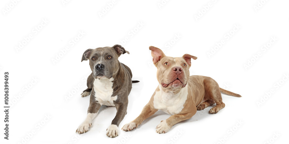 two American bully lying isolated on white background two American bully lying isolated on white background