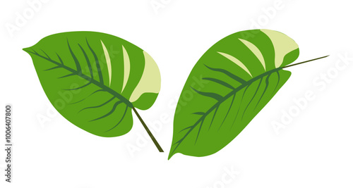 pothos leaf