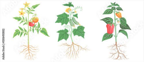 vector drawing garden plants, bell pepper, tomato and cucumber fruits, green leaves and flowers, vegetables at white background, hand drawn illustration