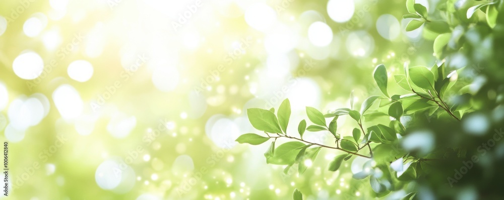Green Leaves Bokeh. Green Leaves Bokeh.
