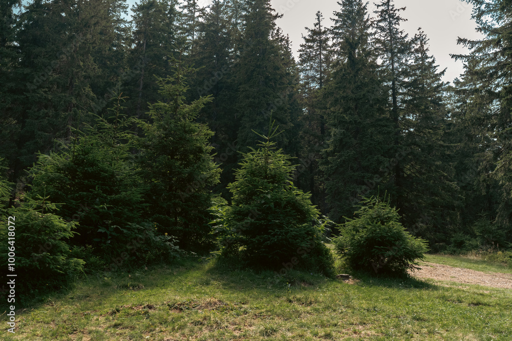 A peaceful clearing in the forest, where young evergreen trees stand together under the soft light of a sunny day. The surrounding tall pines add depth and contrast to the scene. A peaceful clearing in the forest, where young evergreen trees stand together under the soft light of a sunny day. The surrounding tall pines add depth and contrast to the scene.
