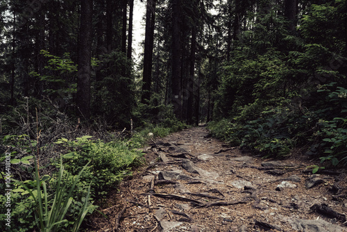 A Winding Forest Trail Full of Roots and Rocks