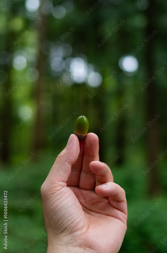 Caucasian male hand holding an acorn between fingers. Close up shot, shallow depth of field, outdoor forest background Caucasian male hand holding an acorn between fingers. Close up shot, shallow depth of field, outdoor forest background