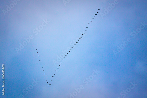 Canadian Geese in Tick Formation, French River, Ontario, Canada