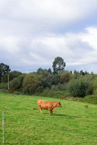 Vacas marrones en ladera de Asturias