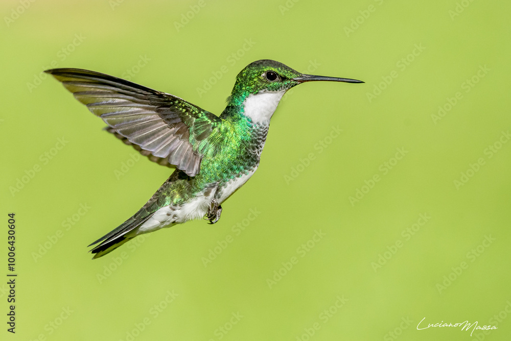 Fototapeta premium picaflor