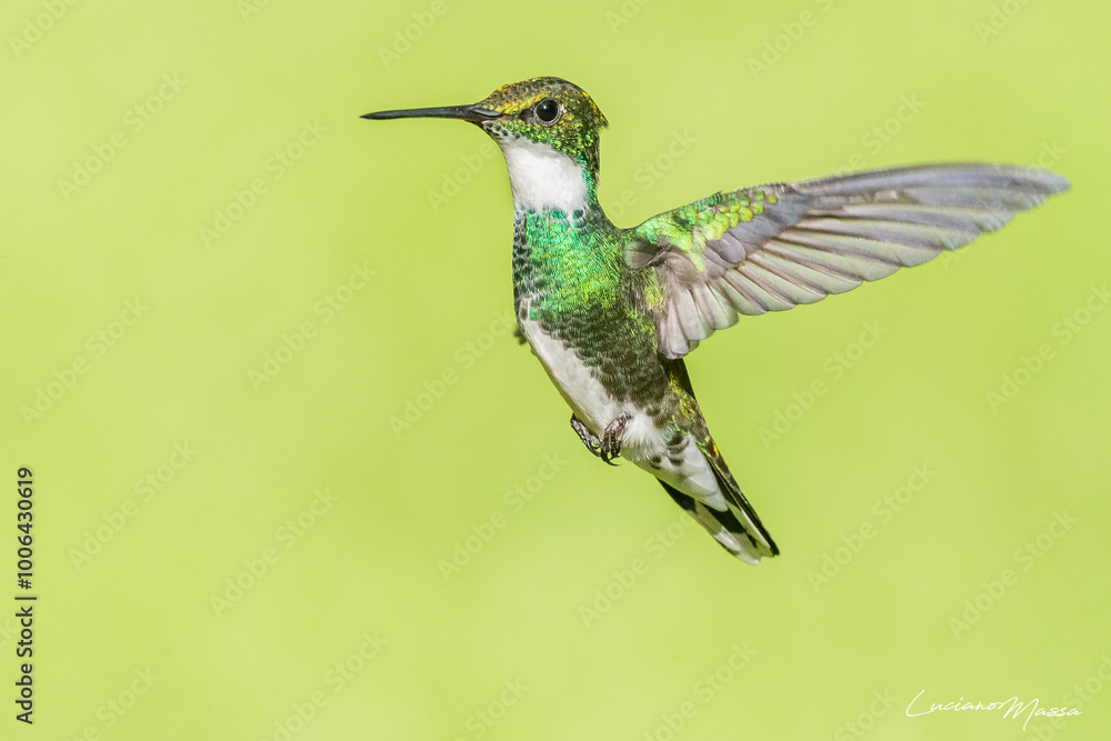 Obraz premium picaflor