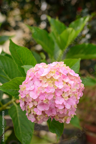 Flor de pétalos rosas en arbusto de hortensia