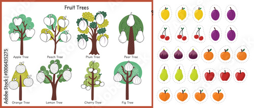 Fruit trees cut and glue game. Educational activity page for kids. Matching game with apple, peach, orange, lemon and other trees. Vector illustration