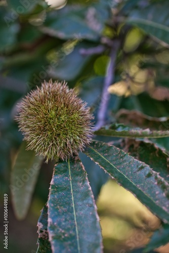 chestnuts on a tree