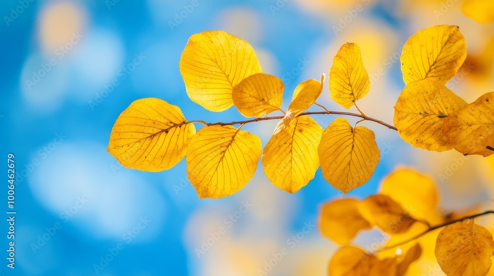 autumn leaves background autumn leaves background