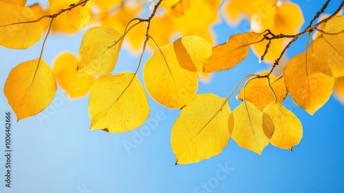 autumn leaves background