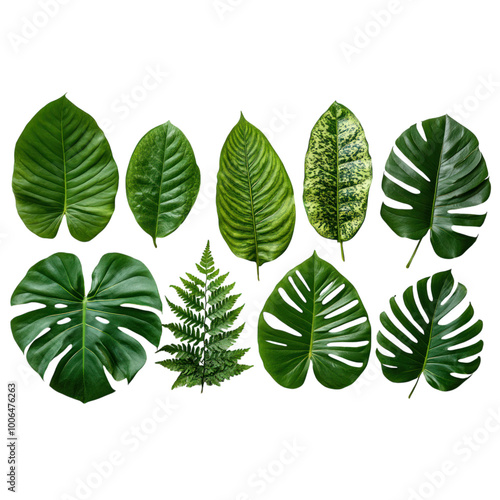 Tropical Leaves Isolated on a Transparent Background