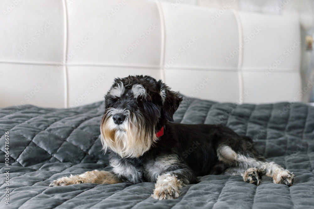 Small Black and Gray Dog Relaxing on a Cozy Bed Small Black and Gray Dog Relaxing on a Cozy Bed