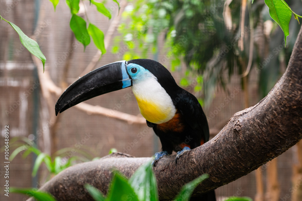 Fototapeta premium Toucan with large black beak perched on a tree branch surrounded by green foliage