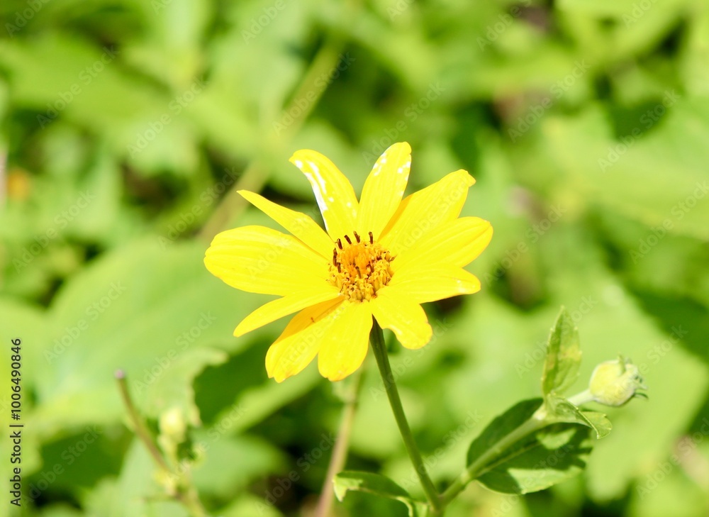 Obraz premium A close view of the bright yellow wildflower in the field.
