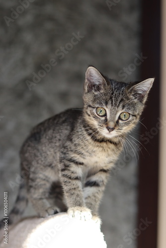 portrait of a cat