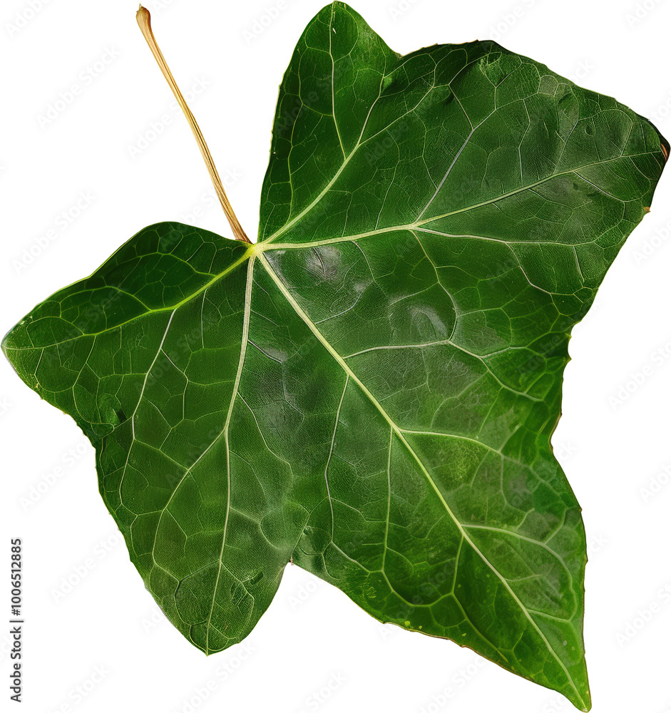 Close-up of a green leaf Close-up of a green leaf