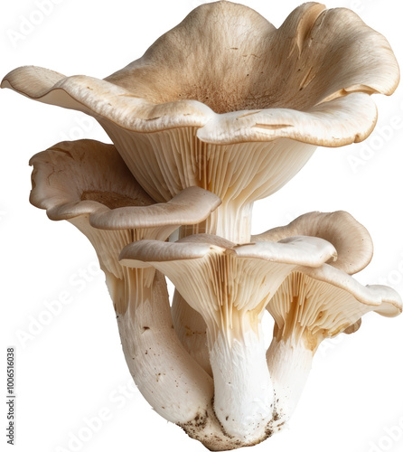 Cluster of oyster mushrooms