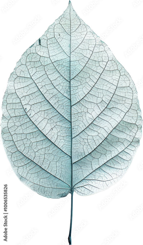 Obraz premium Delicate leaf veins