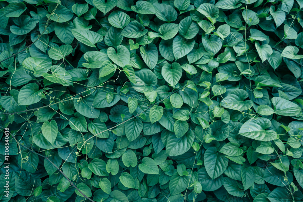 Fototapeta premium Dense vertical garden with various green plants and foliage, lush and vibrant living wall, outdoor setting.