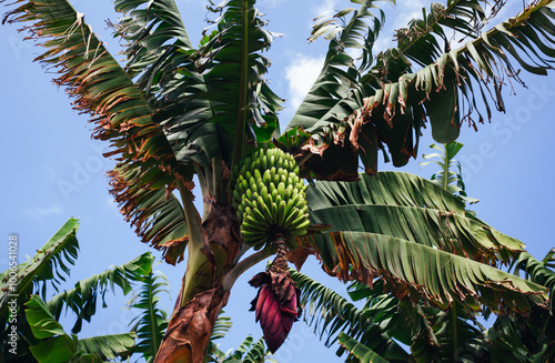 Bananas from the Canary Islands. Banana tree with leaves - horizontal photo with sunlight. Group of bananas hanging on the branch.