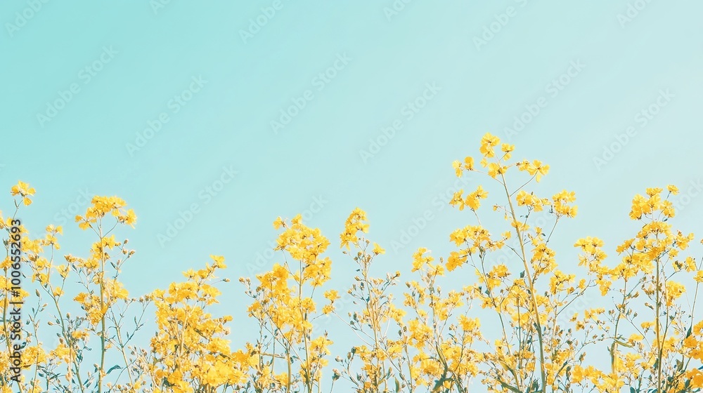 Bright Yellow Flowers Against a Clear Blue Sky Bright Yellow Flowers Against a Clear Blue Sky