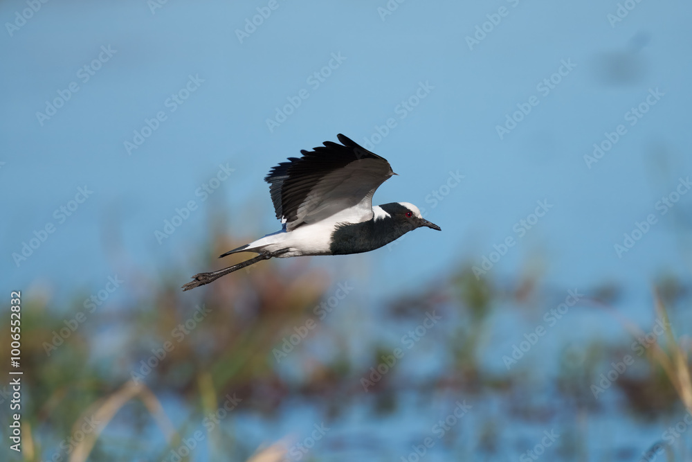 Fototapeta premium Flying Blacksmith Lapwing (Vanellus armatus), The black smith plover, renamed the black smith lapwing, is a common bird in Southern Africa