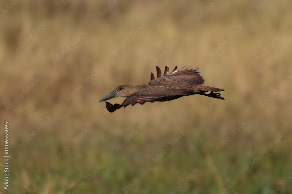 Hamerkop - Scopus umbretta medium-sized brown wading bird. It is the only living species in the genus Scopus and the family Scopidae. Brown bird in flight with green natural background in Africa.