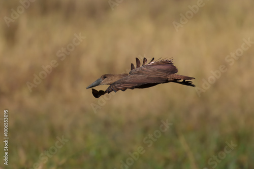 Hamerkop - Scopus umbretta medium-sized brown wading bird. It is the only living species in the genus Scopus and the family Scopidae. Brown bird in flight with green natural background in Africa. photo