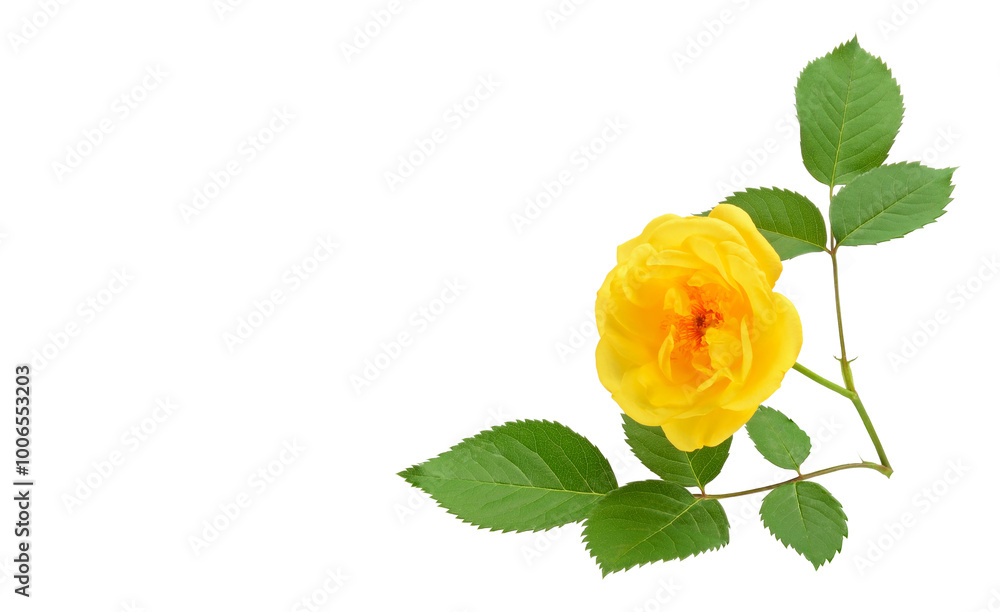 Obraz premium Yellow rose flower isolated on white. Free space for text.